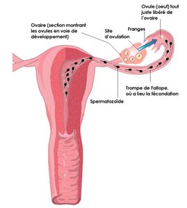 comment arreter d etre menstruee